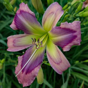 Shadow of Eyes Daylily